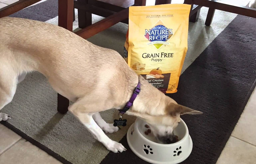 Nature’s Recipe grain free dog food