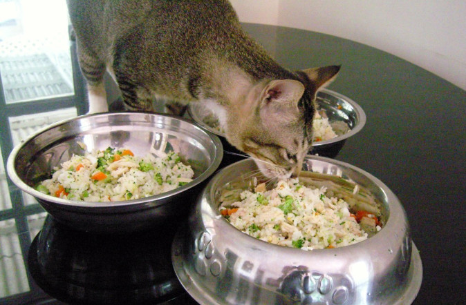 homemade cat food recipes